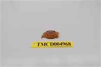 藏品(平背蜞)的圖片